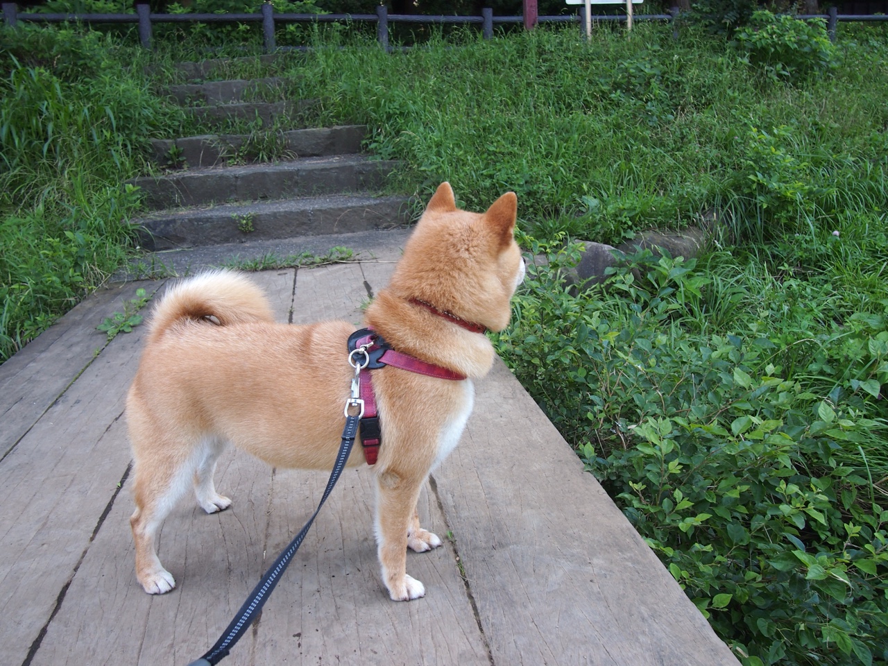 东亚杯国足战败 球迷呼吁从基础做起,2021东亚杯国足