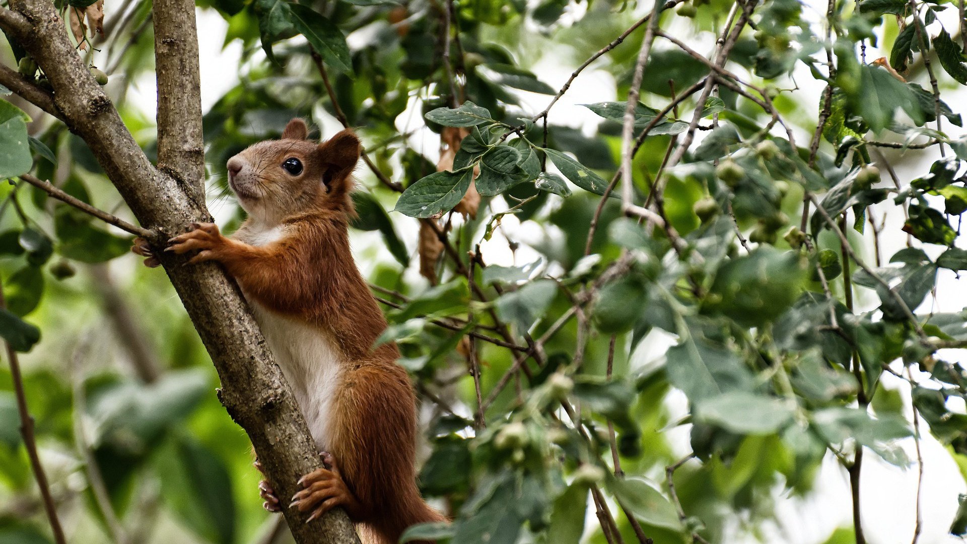 瑞典乒乓球队未来:如何在国际舞台再创辉煌,瑞典国家乒乓球队