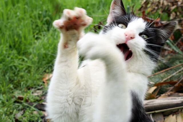 乐鱼体育平台官网-男篮失利引发舆论关注姚明呼吁球迷理性支持，姚明扛起男篮大旗