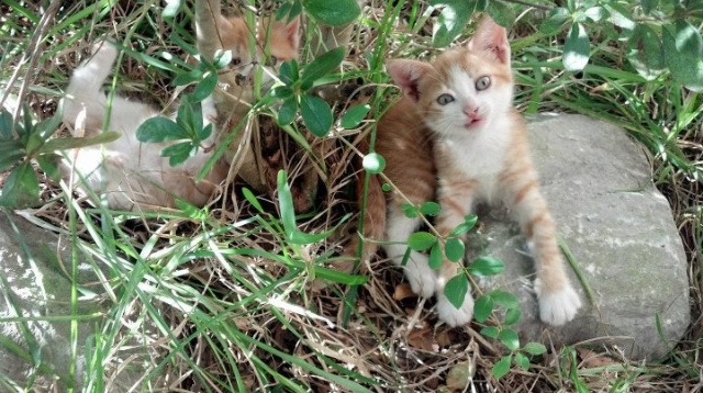 职业球员缺乏国际赛事实战经验,职业球员缺乏国际赛事实战经验的原因