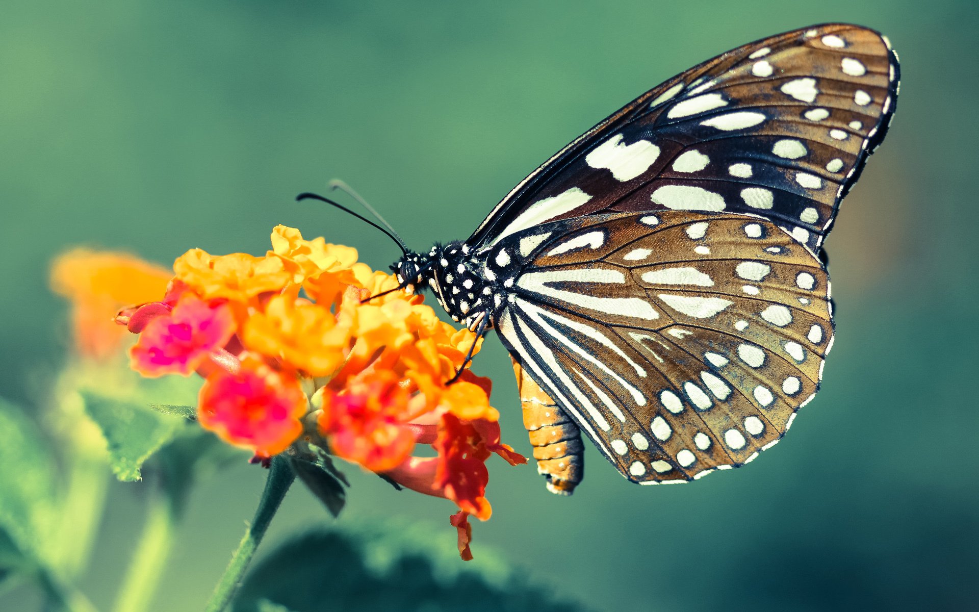 世界杯文化交流与教育意义,世界杯的历史文化