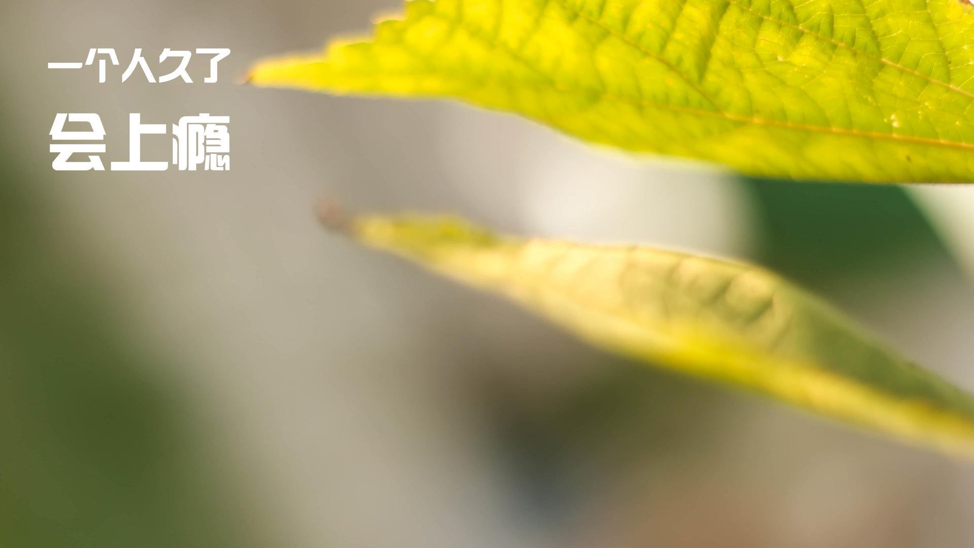 中国足球国家队持续优化多套阵型体系适应计划,中国足球国家队规划