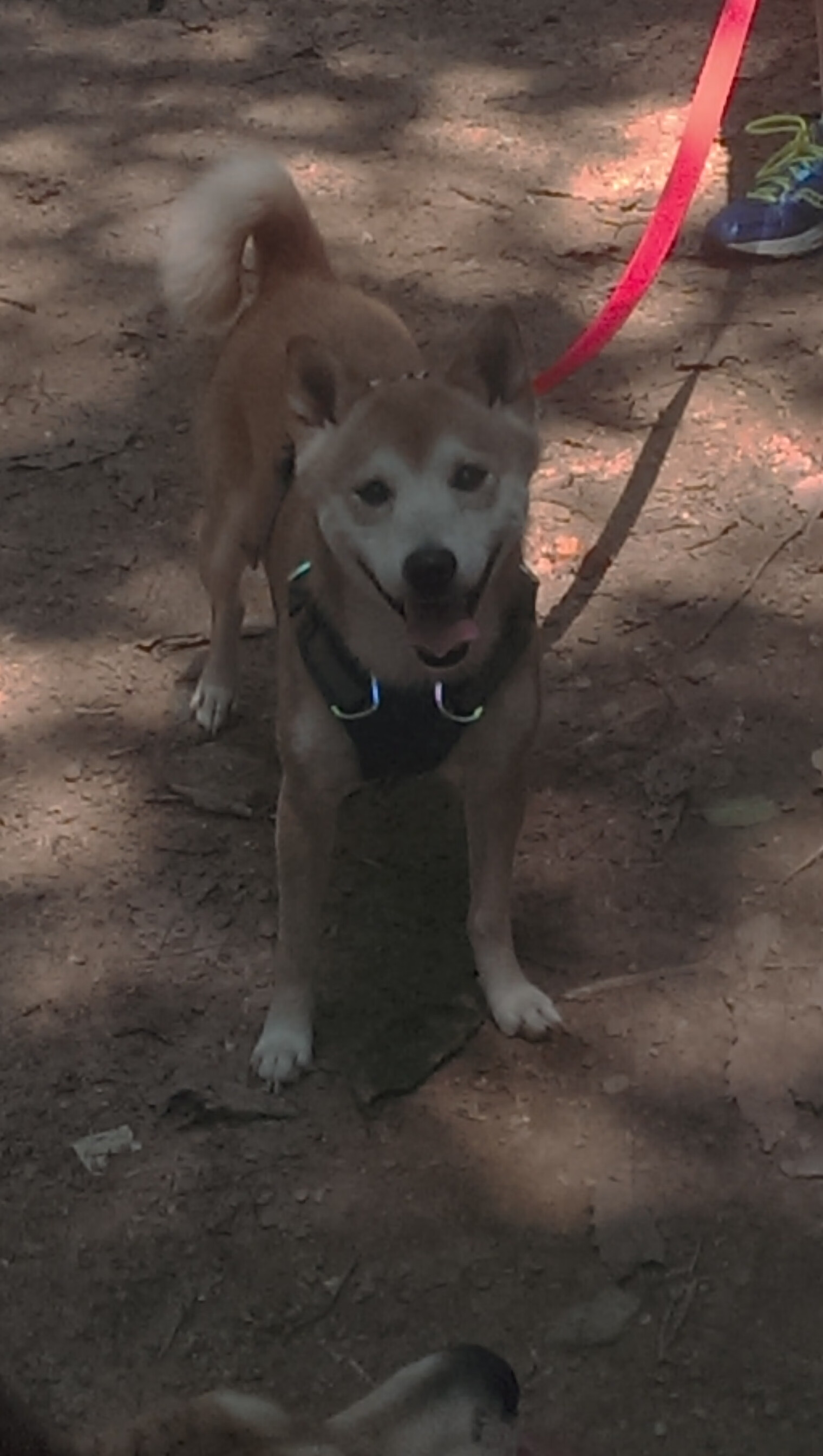 仰泳赛场韩国选手步伐稳健,仰泳比赛视频