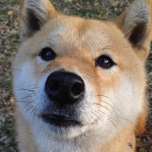 公牛社交媒体连发多条互动帖增加曝光率,公牛宣传图