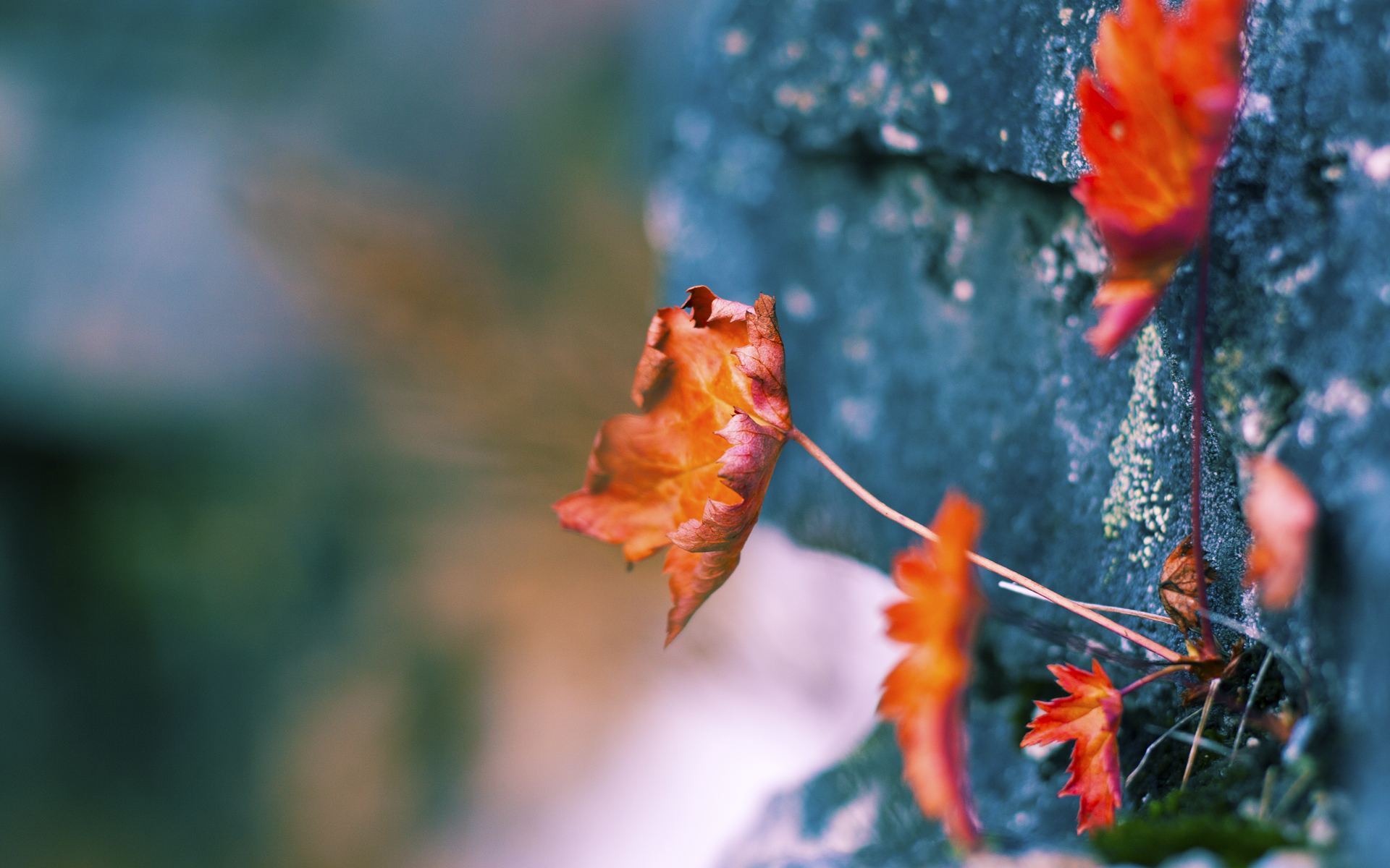 李娜谈职业赛场最难忘的一场失利,李娜 冠军