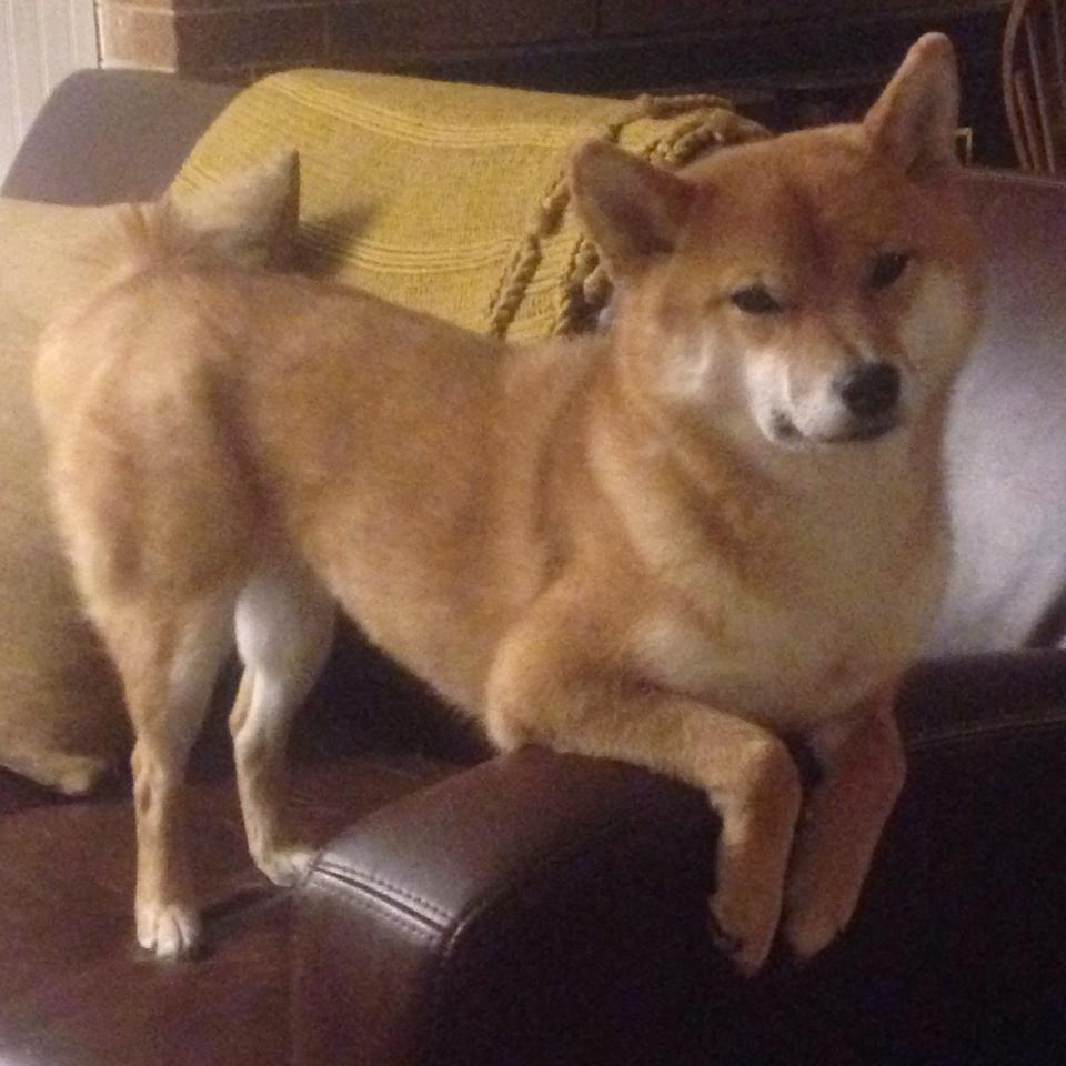 澳大利亚女篮在世界杯中表现抢眼,冲击金牌